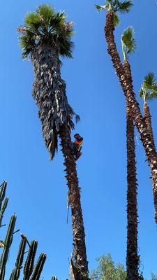 Mateo's Tree Service