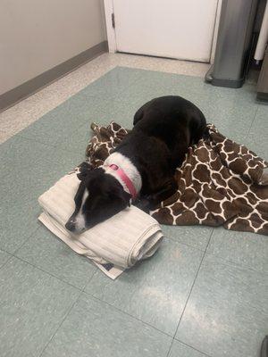 Animal Hospital of Lake Villa