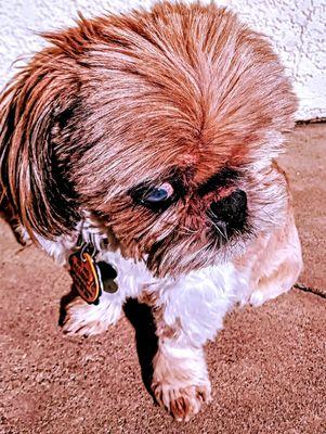 Mushu receives special care since he's blind.