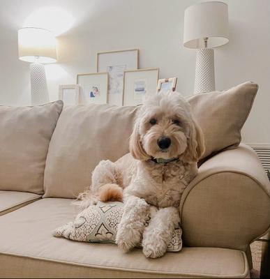 Doodle Country Mini Doodles