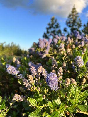 Cooper Mountain Nature Park photo