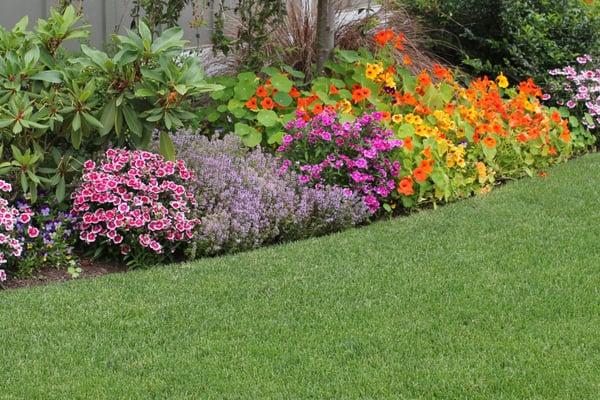 Healthy Lawns