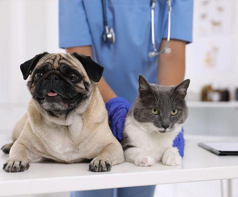 Healthy Life Pet Clinic
