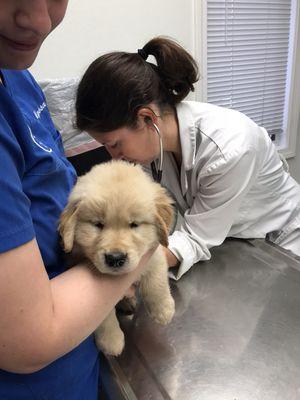 Dr Amy Munson, Gansett Animal Hospital with Bantam!