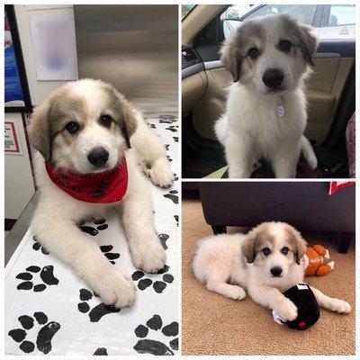 This was our dog, who died in their care.