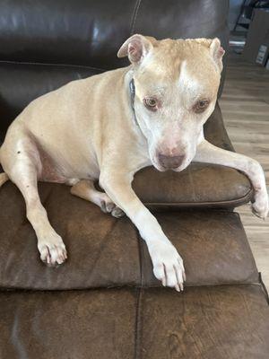 Feather River Veterinary Hospital