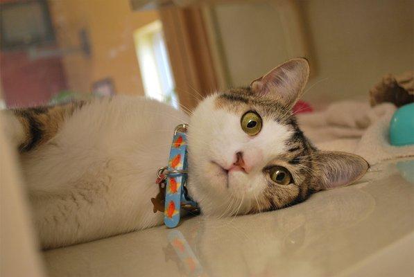 Walnut Creek Animal Hospital & Pet Resort