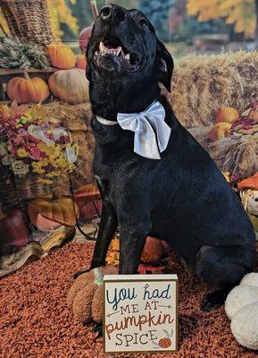 Soggy Dog Pet Grooming Spaw