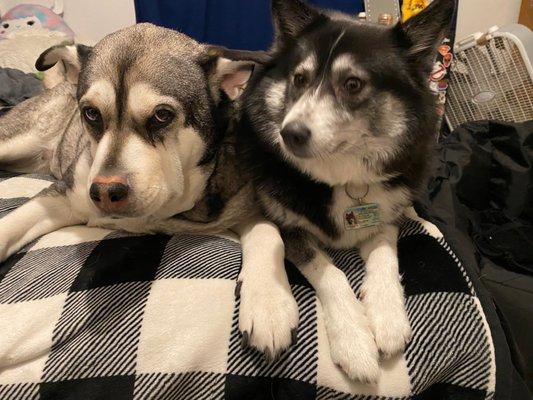 Tika & Koda