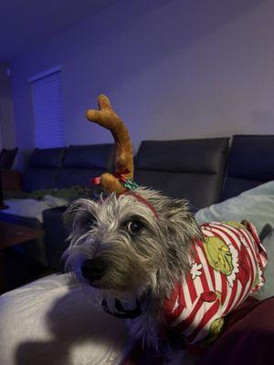 Lone Star Dog Grooming