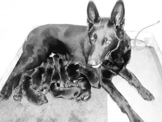 Marsh Run Kennels Inc