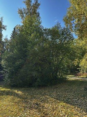 Dave's Killer Tree Service