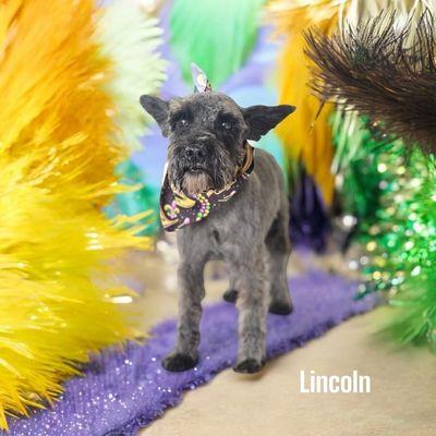 Elevated Touch Pet Salon