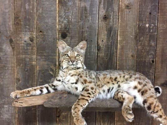 Trophy Buck Inc., Game Processing & Taxidermy