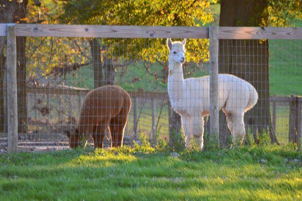 Tag Along Alpacas