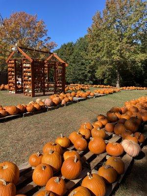Pumpkins and photo ops