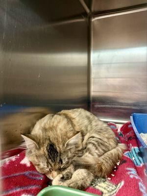 Exeter Animal Shelter