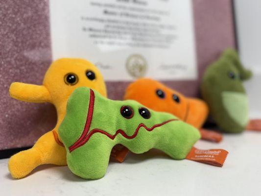 Pancreas, stomach, liver and gallbladder stuffies for educational purposes