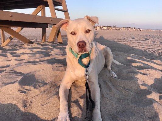 Chicagolandlabrescue.org