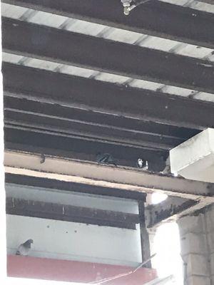 Please take care of the pigeons living in the rafters of the car wash and pooping on the clean cars/people