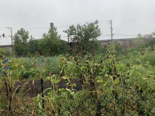 Chicago Patchwork Farms