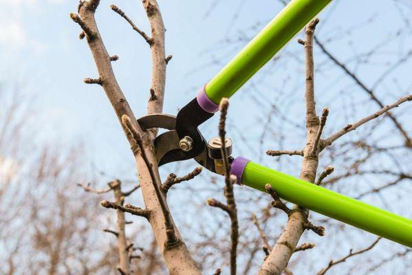 Tree trimming and pruning for increased health and attractiveness of your trees