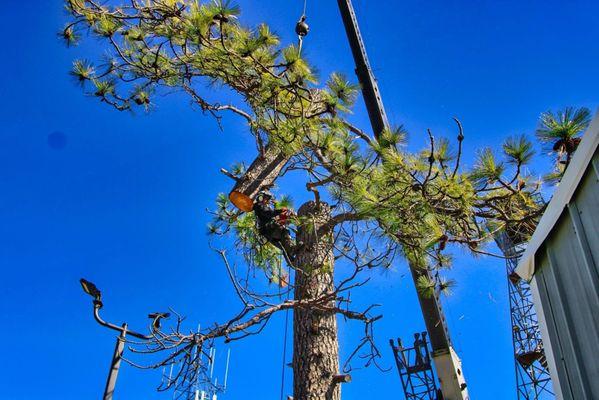 Castro Tree Service & Stump Grinding