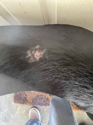 St. Francis Veterinary Clinic