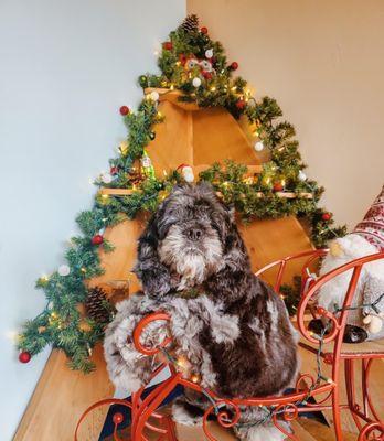 Happy Snoutz Pet Resort