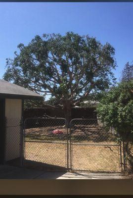 Kv Profecional Tree Care