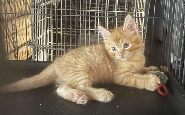 Faith Animal Rescue Inc