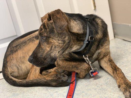 Peter chilling at the vet