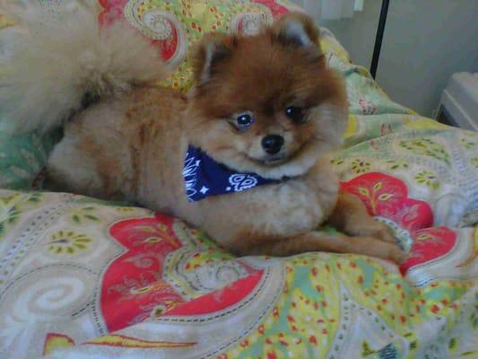 theo's hand cut bear cut. breed: Pomeranian