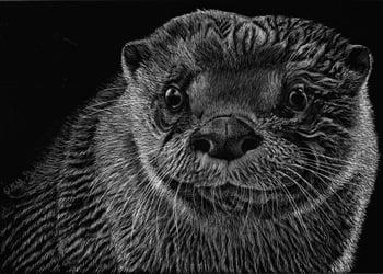 Animal Art and Pet Portraits by Stephanie Grimes