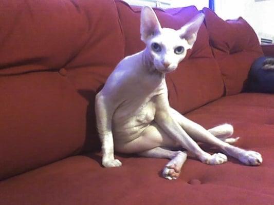 Hollywood Dog Walk Of Fame