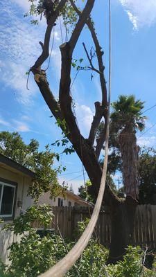 Tree Service At Your Price