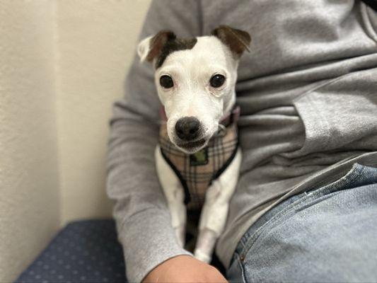 Snow the Jack Russel Terrier! Nervous for her first visit