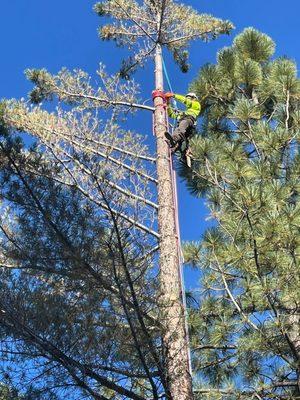 Machucas Tree Service