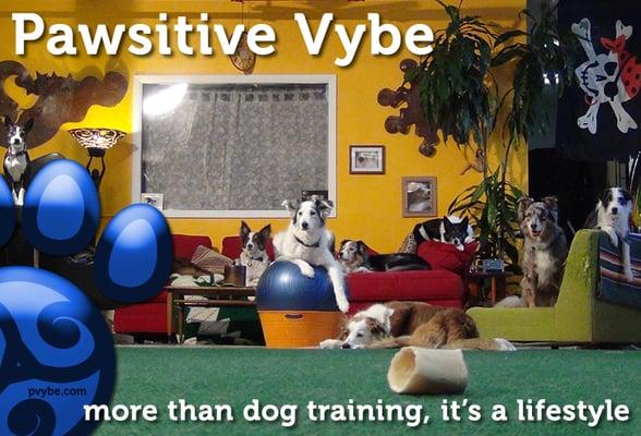 Here's a few of our dogs chilling out before an episode of our online dog training & lifestyle web series.