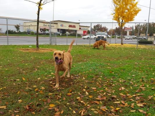 Jaswant Singh Khalra Neighborhood Park