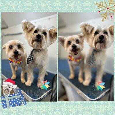 Styleash Paws Mobile Pet Grooming