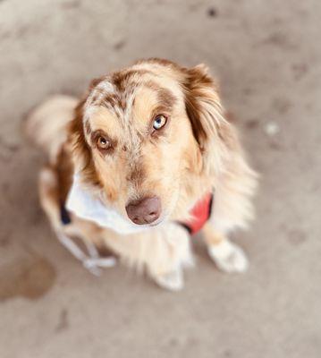 Paws, Claws, Wings, & Thingz