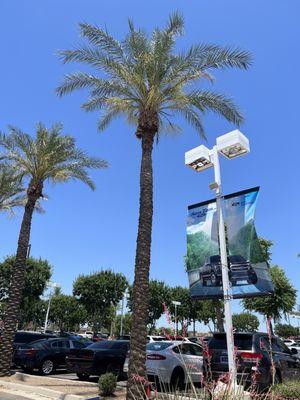 Professional Tree Monkeys