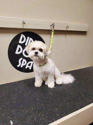 Dirty Dog Spa