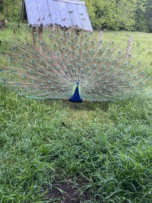 The peacocks were in the mood! Beautiful animals and there were tons of them. We went on the train ride and checked out the shops.