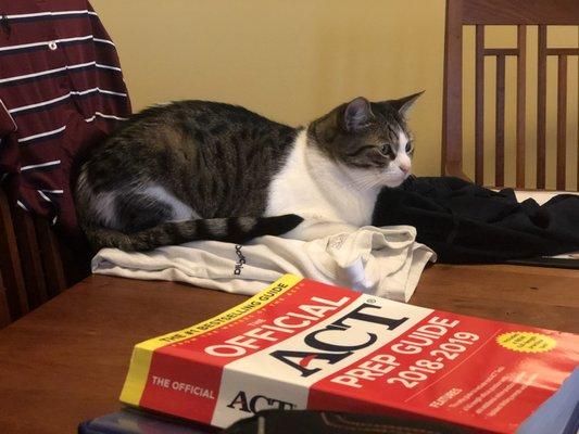 Professional Tutoring by Matt Cohn