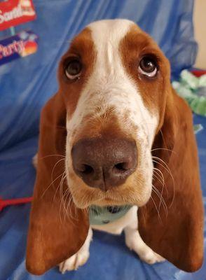 Kind Hands Pet Grooming