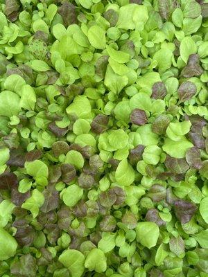 Microgreen Blend