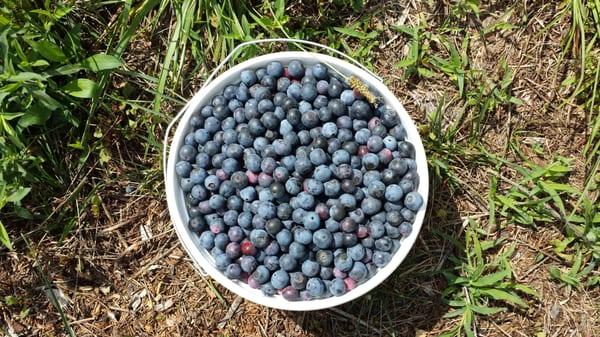 Blueberry Garden