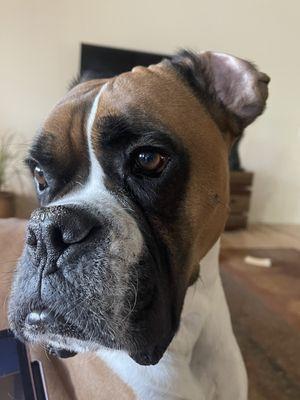 Ralston Valley Canine